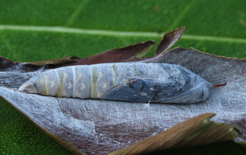 Brazilian Skipper chrysalis